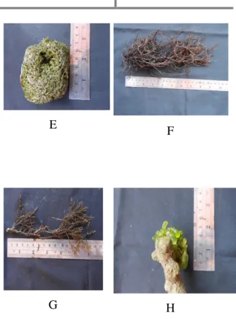 Gambar 1. Jenis makroalga yang ditemukan  di  kawasan  Pantai  Timur  Cagar  Alam  Pananjung Pangandaran, Ciamis Jawa Barat