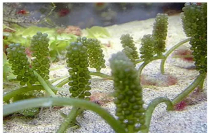 Gambar 2. Rumput laut hijau jenis C. racemosa   (Sumber : Seaweed Industry Association, 2014)  Klasifikasi alga C