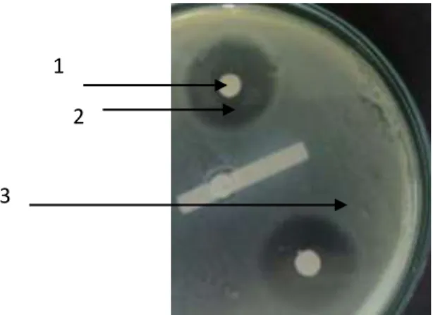 Gambar 1. Hasil Uji Resistensi pada salah satu isolat Escehrichia coli yang  disolasi dari sampel air sungai Sekanak