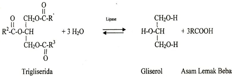 Gambar 2.3. Reaksi Hidrolisis Trigliserida dengan katalis enzim lipase 