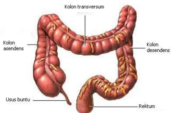 Gambar 5. Struktur usus besar pada manusia. 