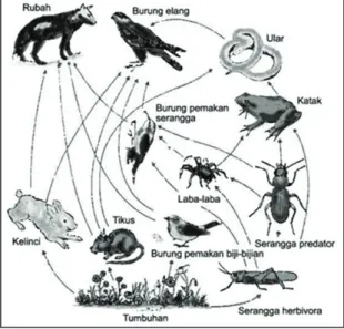 Gambar jaring-jaring makanan