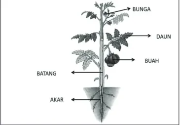 Gambar organ tumbuhan