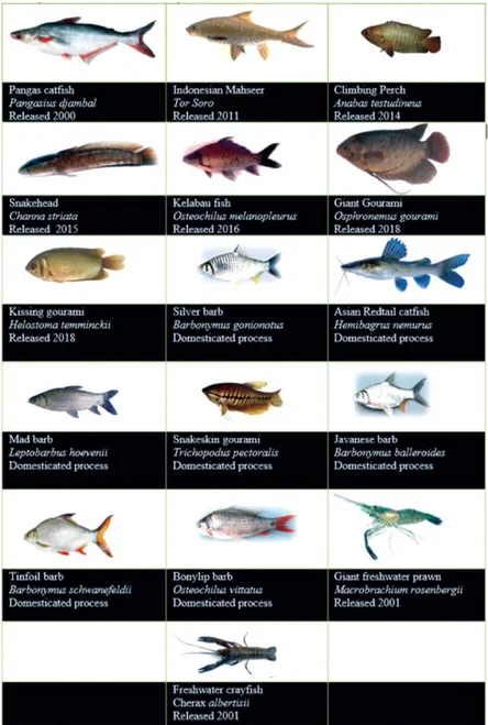 Gambar 1.2  Spesies ikan air tawar konsumsi asli Indonesia hasil rilis dalam proses  domestikasi (Kurniawan et al., 2021) 