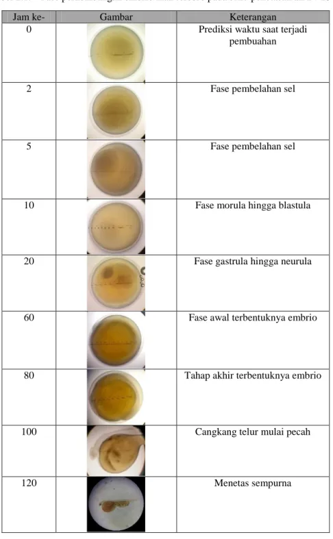 Tabel 2.1.  Fase perkembangan embrio ikan torsoro pada suhu penetasan air 24-25℃ 