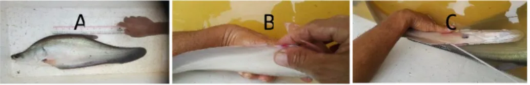 Gambar 3.1  Proses  seleksi  induk  ikan  belida  untuk  pemijahan  (A.  seleksi  berdasarkan  ukuran  panjang;  B