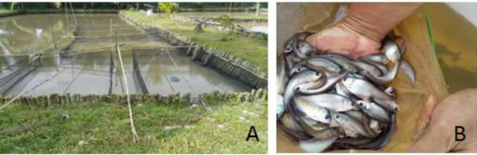 Gambar 3.5.   Pendederan  II  ikan  belida  di  dalam  waring  (A.  Waring  tempat  pemeliharaan  benih  ikan  belida  yang  ditempatkan  di  kolam  tanah;  B