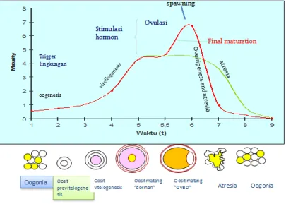 Gambar 4.2   Ilustrasi  siklus  perkembangan  gonadikan,  berdasarkan  perkembangan  oosit dipengaruhi lingkungan dan hormon (Harvey &amp; Carolsfeld, 1993)