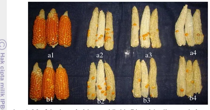 Gambar 4. Morfologi tongkol jagung hibrida Bima 3 hasil penyerbukan terkontrol oo
