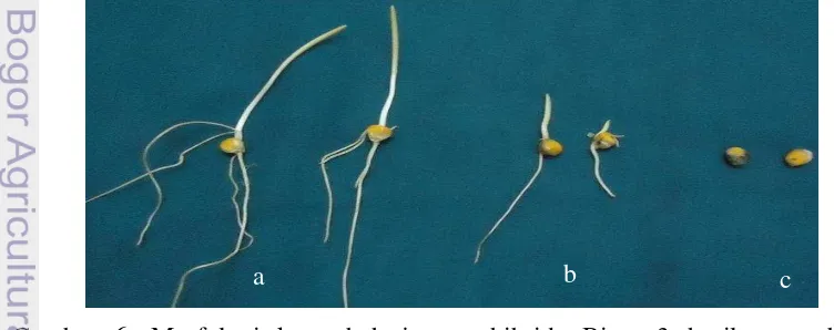 Gambar 5. Morfologi benih jagung hibrida Bima 3 hasil penyerbukan terkontrol  b1 oo