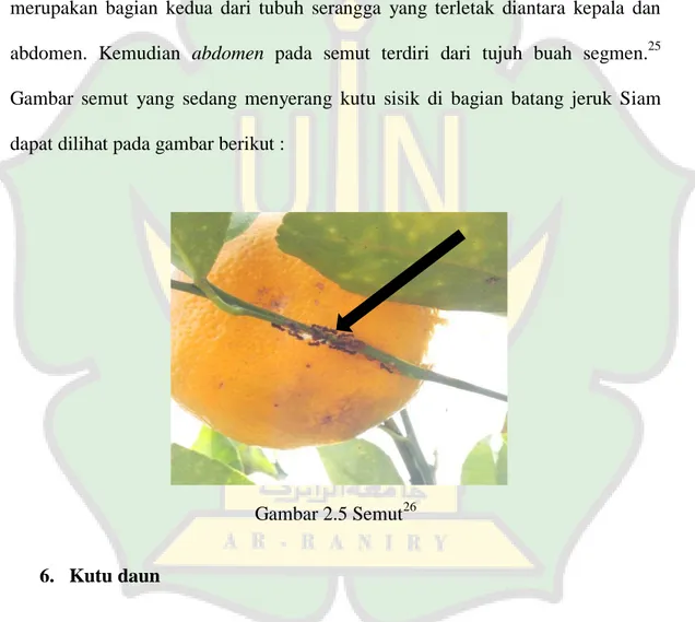 Gambar  semut  yang  sedang  menyerang  kutu  sisik  di  bagian  batang  jeruk  Siam  dapat dilihat pada gambar berikut : 
