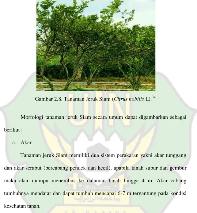 Gambar 2.8. Tanaman Jeruk Siam (Citrus nobilis L). 34