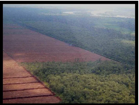 Gambar 1 : Hutan yang di manfaatkan 