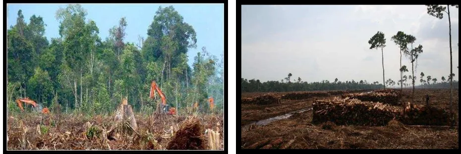Tabel 3: Perkembangan IUPHHK Hutan Tanaman 10 tahun terkahir 