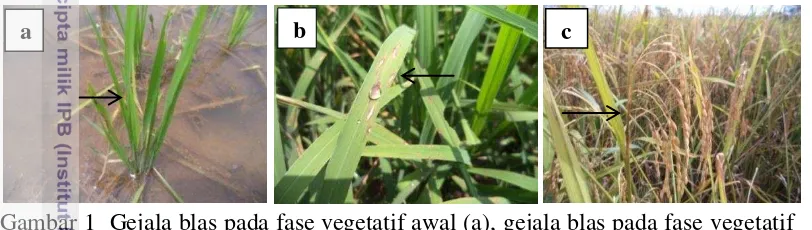 Gambar 1  Gejala blas pada fase vegetatif awal (a), gejala blas pada fase vegetatif 