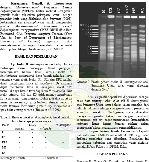 Gambar 7.  Profil genom isolat  B. thuringiensis asal 