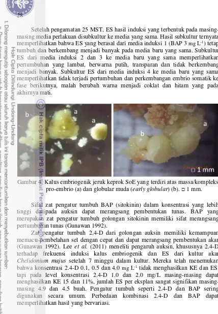 Gambar 4  Kalus embriogenik jeruk keprok SoE yang terdiri atas massa/kompleks  