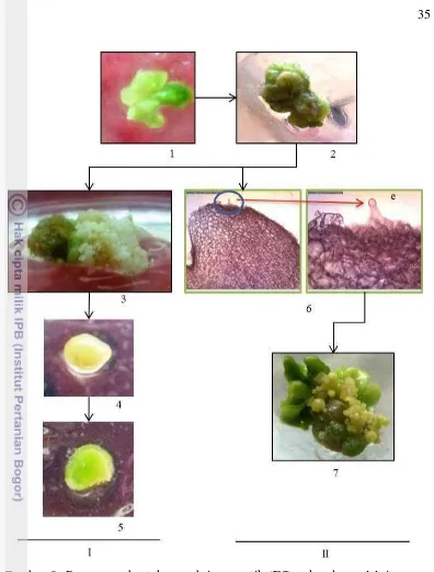 Gambar 9  Proses pembentukan embrio somatik (ES) sekunder melalui proses  