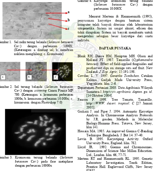 Gambar 1.  Sel radix terung belanda ( Solanum betaceum 