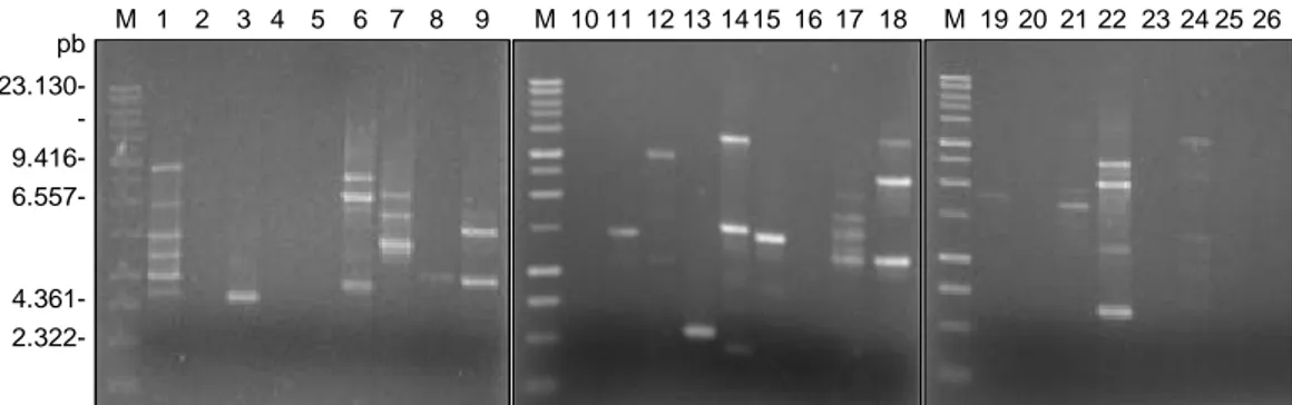 Gambar 1. Hasil amplifikasi DNA isolat cendawan Acremonium F dengan 27 primer acak. M: marka 1 kb ladder DNA, primer (1) OPA 
