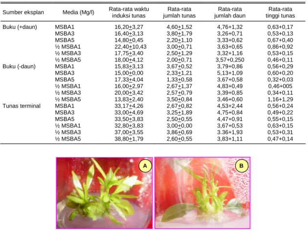 Gambar 1.  Pertumbuhan tunas pada media MS + BA 1 mg/(A) dan MS + BA 3 mg/l (B).