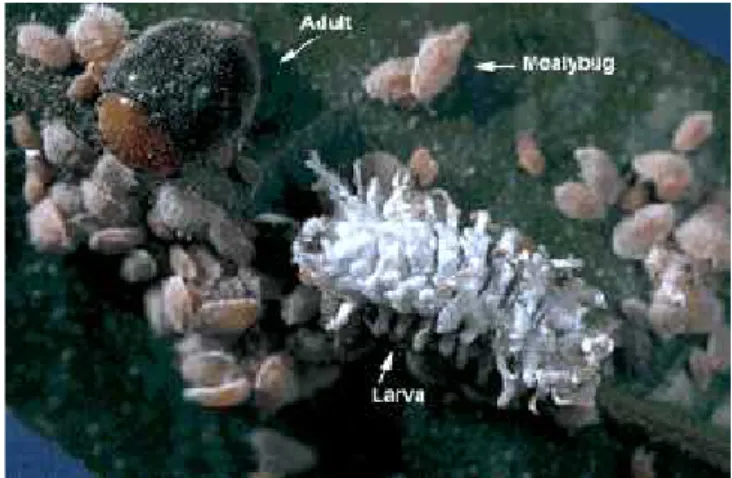 Gambar 9. Imago dan larva Cryptolaemus sp. (Cliff, 1995)