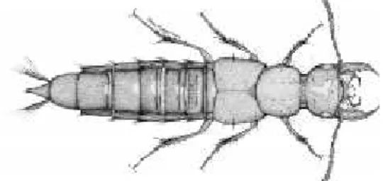 Gambar 10. Morfologi Philonthus sp. (Navarrete-Heredia, 2003) Borror  dan  Johnson  (2005)