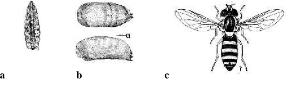 Gambar 12. Tahap perkembangan lalat syrphid Ischiodon scutellaris larva (a), pupa (b) dan imago (c) (Frank &amp; Slosser, 1996).