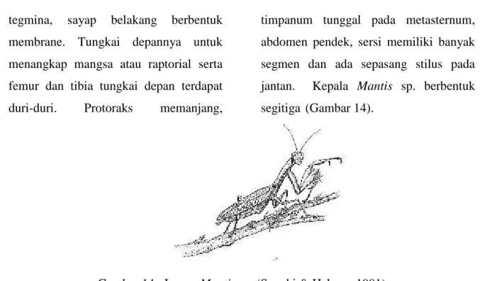 Gambar 14. Imago Mantis sp. (Suzuki &amp; Hehner, 1991) Lalat Chamaemyiidae.