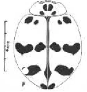 Gambar 7. Corak pita imago Coccinella arcuata (Kapur, 1965)