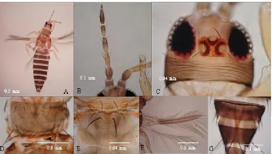 Gambar 1. Morfologi  T.  parvispinus  (A,  imago  betina;  B,  antena;  C,  kepala; D, 