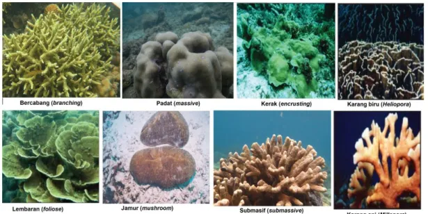 Gambar 2. Bentuk pertumbuhan karang ( Koleksi pribadi)  D.  Deskripsi Karang Genus Acropora dan Porites 