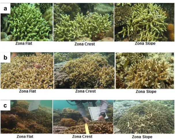 Gambar 8. Koloni setiap jenis karang bercabang pada setiap zona : a. Acropora 