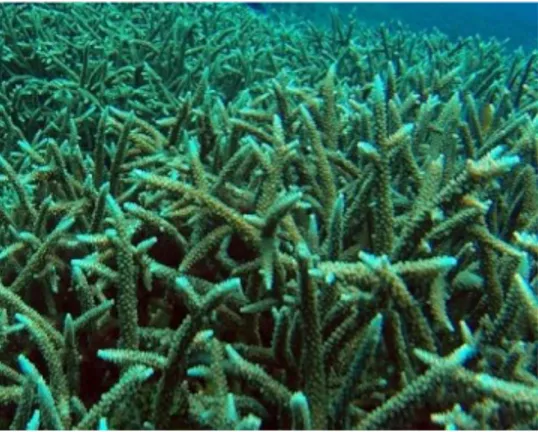 Gambar 6.   Karang keras jenis Acropora formosa (DANA, 1846) yang dominan ditemukan di perairan  Stasiun 6 Desa Tumbak, Pebruari 2018