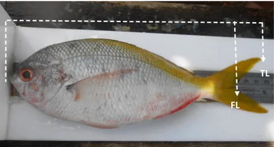 Gambar 1. Ikan ekor kuning dan pengukuran panjang ikan (panjang cagak dan panjang total).