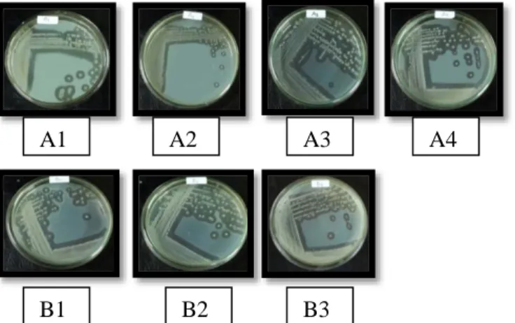 Gambar  1.  Pemurnian  isolat  bakteri  proteolitik  asal  sampel sedimen dan sampel air  