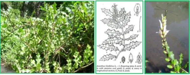Gambar 1. Tumbuhan Acanthus ilicifolius   (koleksi hidup dan ilustrasi) 