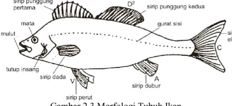 Gambar 2.3 Morfologi Tubuh Ikan 
