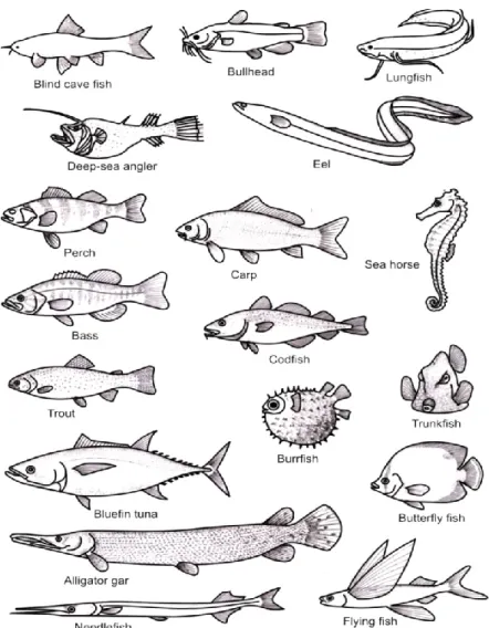 Gambar 2.6 Macam-macamBentuk Ikan Class Osteichthyes. 40