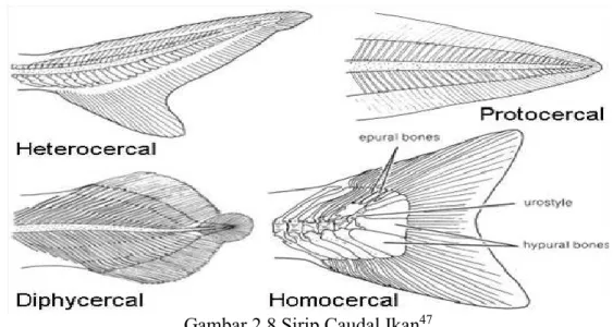 Gambar 2.8 Sirip Caudal Ikan 47