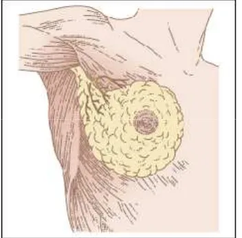 Gambar 2.1. Anatomi Payudara.4hingga ke aksila. Jaringa payudara dapat lebih meluas lagi dari yang ditunjukkan Perhatikan perluasan kuadran atas luar pectoralis majorbawah luar pada otot serratus anterior