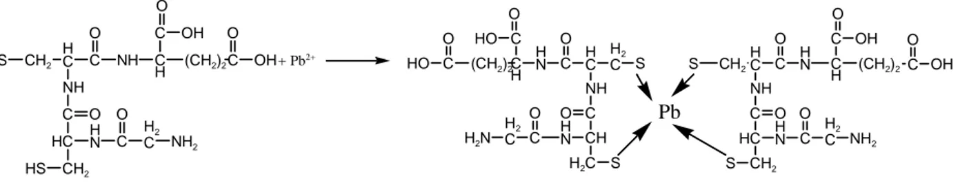Gambar 4. Reaksi antara Fitokhelatin dengan logam Pb Jenis mekanisme yang digunakan oleh