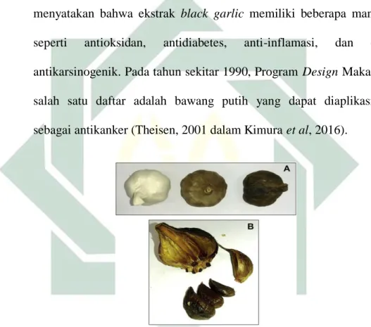 Gambar 2.3 Perbandingan Morfologi Bawang Putih dsn Bawang Garlic 