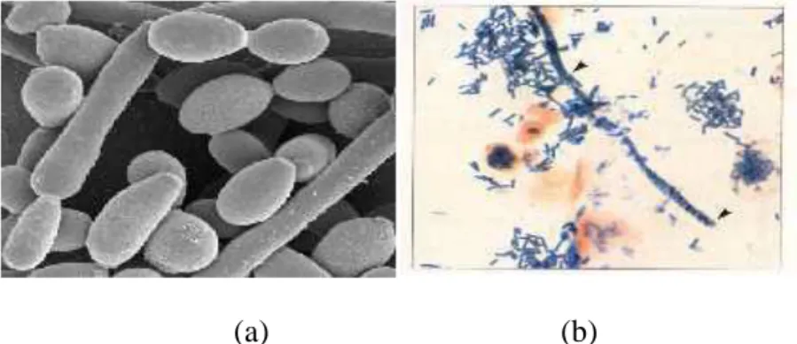 Gambar 2.7 Mikroskopik Candida albicans   Sumber : Mutiawati, 2016 