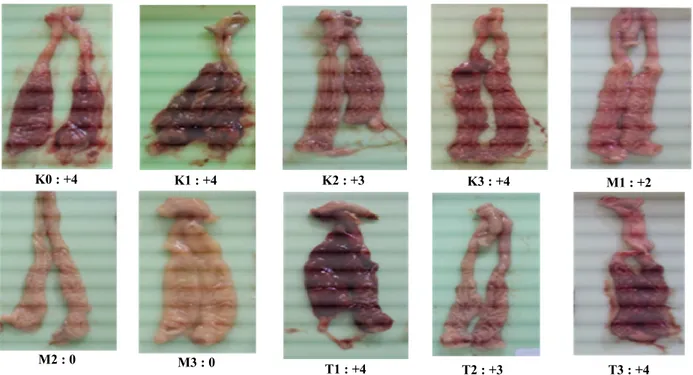 Gambar 2. Gambaran makroskopis derajat perlukaan (skor lesi) sekum ayam yang diinfeksi 5000 ookista E.tenella per ekor