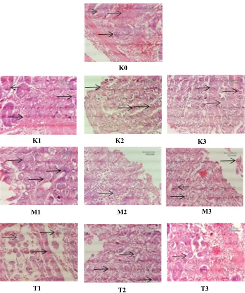 Gambar 3.  Gambaran histopatologi (mikroskopis) sekum ayam dengan perbesaran 400x yang diinfeksi 5000 ookista E.tenella per  ekor