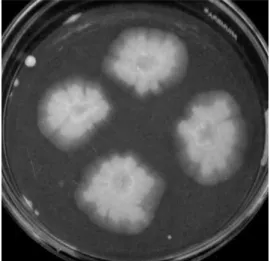 Gambar 2. Koloni Penicillium sp. secara Makroskopis pada Media PDA  (Dokumen Pribadi) 