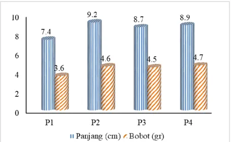 Gambar 5. Panjang dan Bobot Pada Udang di H42 