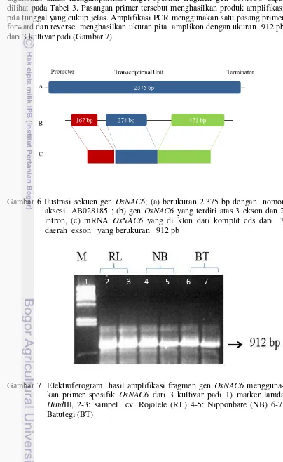Gambar 6 Ilustrasi sekuen gen OsNAC6; (a) berukuran 2.375 bp dengan  nomor 