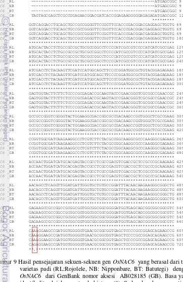 Gambar 9 Hasil pensejajaran sekuen-sekuen gen OsNAC6  yang berasal dari tiga 